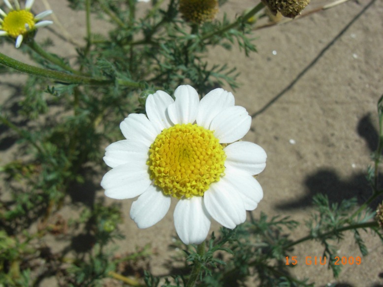 Anthemis maritima / Camomilla marina